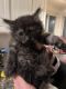 Maine Coon Cats for sale in Westland, MI, USA. price: $100