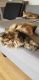 Maine Coon Cats for sale in Wanamaker, IN 46239, USA. price: NA