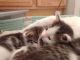 Maine Coon Cats for sale in New Port Richey, FL, USA. price: $1,000