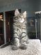 Maine Coon Cats for sale in Cambridge Springs, PA 16403, USA. price: NA