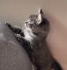 Maine Coon Cats for sale in Templeton, CA, USA. price: $800
