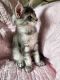 Maine Coon Cats for sale in Nevada City, CA 95959, USA. price: NA
