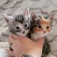 Maine Coon Cats for sale in Minneapolis, MN, USA. price: $3,000