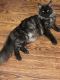 Maine Coon Cats for sale in Goldtown, WV 25248, USA. price: $1,000