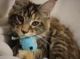 Maine Coon Cats for sale in Waukesha, WI, USA. price: $1,950