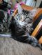Maine Coon Cats for sale in Baldwin Park, CA, USA. price: NA