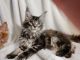 Maine Coon Cats for sale in Waukesha, WI, USA. price: NA