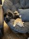 Maine Coon Cats for sale in Canton, GA, USA. price: $600