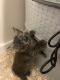 Maine Coon Cats for sale in Gilford, NH 03249, USA. price: $700