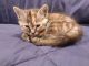 Maine Coon Cats for sale in Frankenmuth, MI, USA. price: $30