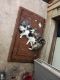 Maine Coon Cats for sale in Courtland St NE, Atlanta, GA 30308, USA. price: NA