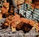 Maine Coon Cats for sale in Waukesha, WI, USA. price: $1,950