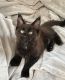 Maine Coon Cats for sale in Waterford, ME 04088, USA. price: $1,700