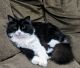 Maine Coon Cats for sale in Auburn, ME 04210, USA. price: NA