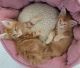 Maine Coon Cats for sale in Clayton, NC, USA. price: NA