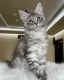 Maine Coon Cats for sale in Austin, TX, USA. price: $750