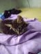 Maine Coon Cats for sale in Sugar Creek, MO 64053, USA. price: $300