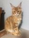 Maine Coon Cats for sale in Stratford, OK 74872, USA. price: NA