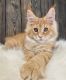 Maine Coon Cats for sale in San Francisco, CA, USA. price: $600