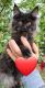 Maine Coon Cats for sale in Fairbanks, AK, USA. price: $3,500