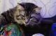 Maine Coon Cats for sale in Independence, MO, USA. price: $200