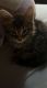 Maine Coon Cats for sale in 5342 W Deming Pl, Chicago, IL 60639, USA. price: NA
