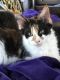 Maine Coon Cats for sale in Waterford, ME 04088, USA. price: $1,400
