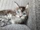 Maine Coon Cats for sale in Miami, FL, USA. price: NA