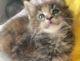 Maine Coon Cats for sale in Jacksonville, FL 32202, USA. price: NA