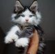 Maine Coon Cats for sale in BB&T Tower, 271 17th St NW, Atlanta, GA 30363, USA. price: $700