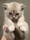 Maine Coon Cats for sale in Spokane, WA, USA. price: $300