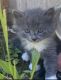 Maine Coon Cats for sale in Spokane, WA, USA. price: $300