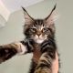 Maine Coon Cats for sale in Riverside, CA, USA. price: NA