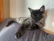 Maine Coon Cats for sale in Hillsville, VA 24343, USA. price: $750