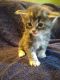 Maine Coon Cats for sale in White Pigeon, MI 49099, USA. price: NA