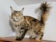 Maine Coon Cats for sale in West Roxbury, Boston, MA, USA. price: $1,500