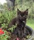 Maine Coon Cats for sale in North Port, FL, USA. price: $1,000