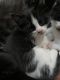 Maine Coon Cats for sale in Scarborough, ME, USA. price: NA