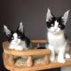 Maine Coon Cats for sale in Lubbock, TX, USA. price: NA