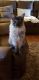 Maine Coon Cats for sale in Union City, TN 38261, USA. price: $2,500
