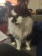 Maine Coon Cats for sale in St Clair, MI 48079, USA. price: NA