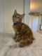 Maine Coon Cats for sale in Sparrow Bush, NY 12780, USA. price: $80,000