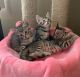 Maine Coon Cats for sale in Sterling Heights, MI, USA. price: $275