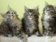 Maine Coon Cats for sale in Redmond, WA, USA. price: NA