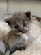 Maine Coon Cats for sale in 2323 Huntington St, Huntington Beach, CA 92648, USA. price: $1,200