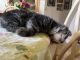 Maine Coon Cats for sale in Springville, UT, USA. price: $100