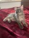 Maine Coon Cats for sale in Ashland, KY, USA. price: NA