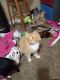 Maine Coon Cats for sale in Wichita, KS 67218, USA. price: $50