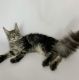 Maine Coon Cats for sale in Miami, FL, USA. price: $800