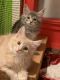Maine Coon Cats for sale in San Diego, CA, USA. price: $500